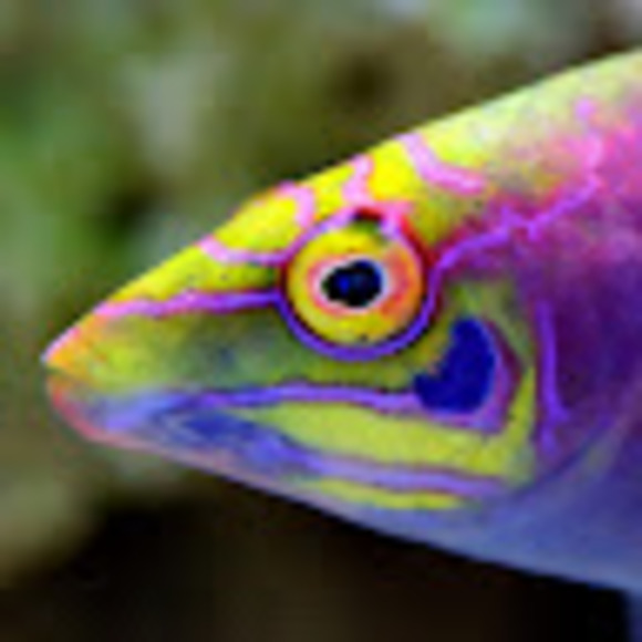 Meet your Posher, Daniel - Picture 1 of 1